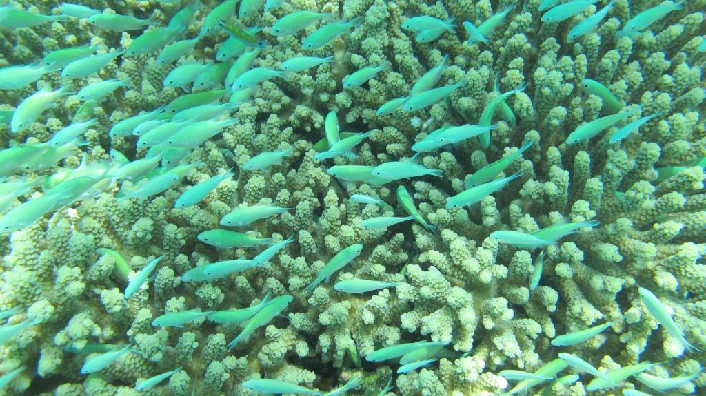 Isle Beach Inn Maldives Bagian luar foto