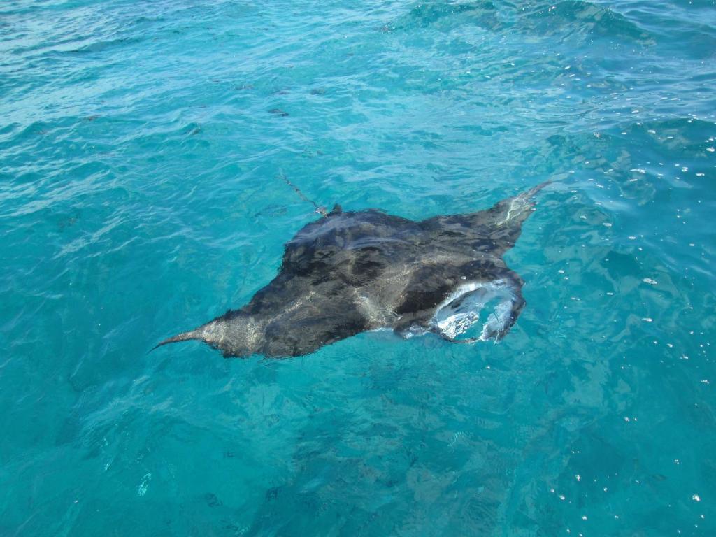 Isle Beach Inn Maldives Bagian luar foto