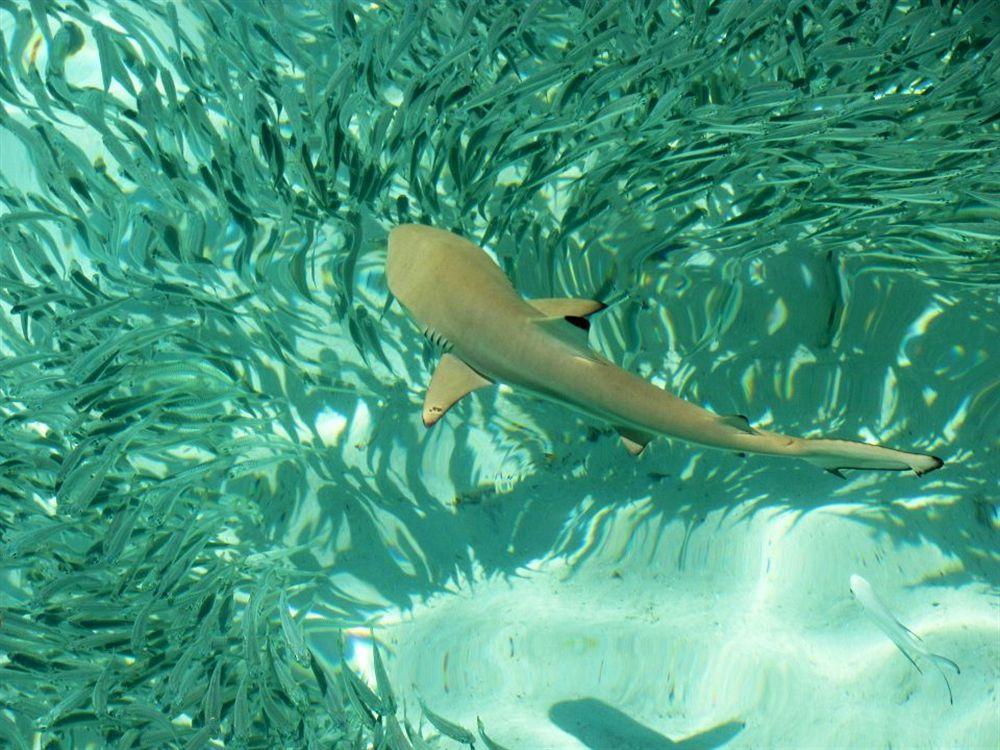 Isle Beach Inn Maldives Bagian luar foto